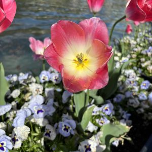 IMG_4775 Kopie